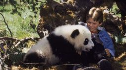 Piccolo panda