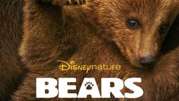 Bears
