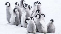 La marcia dei pinguini - Il richiamo