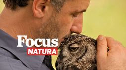 Focus natura