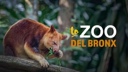 Lo zoo del Bronx