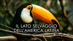 Il lato selvaggio dell'America latina