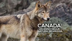 Canada: Un anno nella natura selvaggia