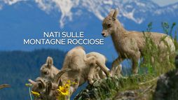 Nati sulle montagne rocciose
