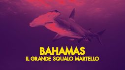 Bahamas: il grande squalo martello