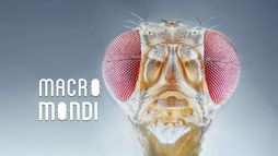 Macro mondi