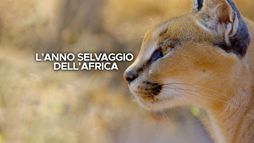 L' anno selvaggio dell'Africa