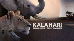 Kalahari - Land of secret alliances