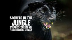 Secrets In The Jungle - Strane scoperte nel profondo della giungla
