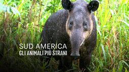 Sud America - Gli animali piu' strani