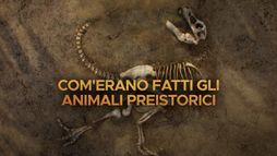 Com'erano fatti gli animali preistorici 1