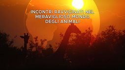 Incontri ravvicinati nel meraviglioso mondo degli animali