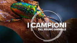 I campioni del regno animale 1