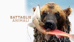 Battaglie animali 1
