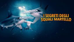I segreti degli squali martello