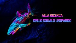 Alla ricerca dello squalo leopardo