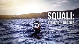 Squali: attacco in Brasile