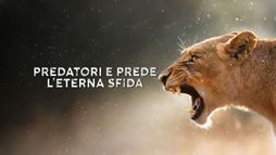 Predatori e prede - L'eterna sfida