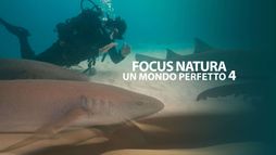 Focus natura - Un mondo perfetto