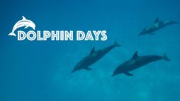 Dolphin Days