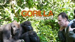 A lezione dai gorilla