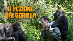 A lezione dai gorilla