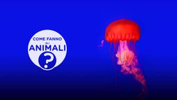 Come fanno gli animali