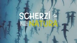 Scherzi della natura
