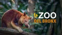 Lo zoo del Bronx