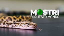Mostri di questo mondo