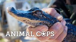 Animal Cops Miami