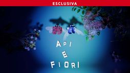 Api e Fiori