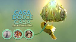 Casa dolce casa - Dove vivono gli animali