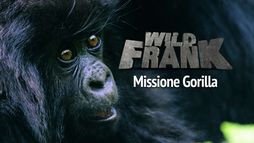 Wild Frank: Gorillas