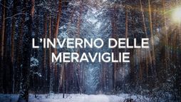 L'inverno delle meraviglie