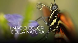 I magici colori della natura