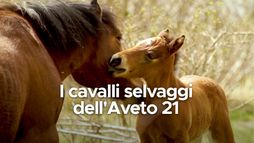 I cavalli selvaggi della Val D'Aveto