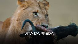 Vita da preda