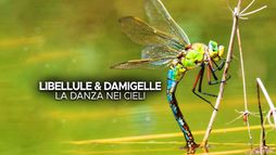 Libellule & damigelle - La danza nei...