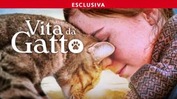Vita da gatto