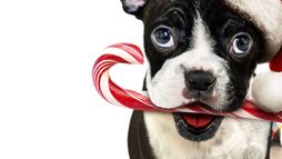 Mamma ho perso il cane