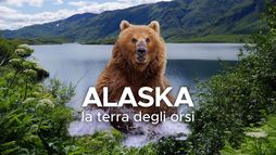 Alaska, la terra degli orsi