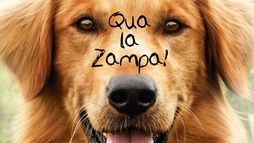 Qua la zampa!
