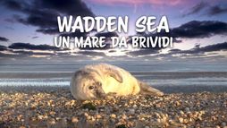 Wadden sea: un mare da brividi