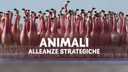 Animali: alleanze strategiche