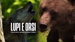 Lupi e orsi: conosciamo i grandi...