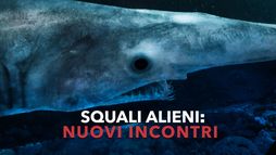 Squali alieni: nuovi incontri