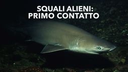 Squali alieni: primo contatto