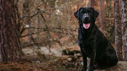 Cani d'eccellenza