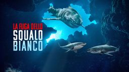 La fuga dello squalo bianco